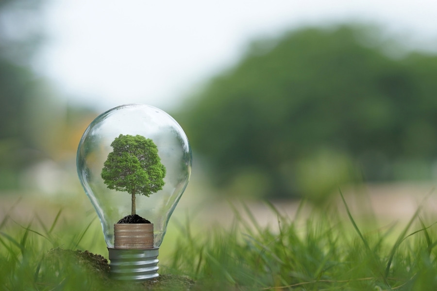 tree inside a light bulb